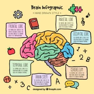 Governando Emoções: O Desenvolvimento Cerebral Infantil e Seu Impacto na Humanidade