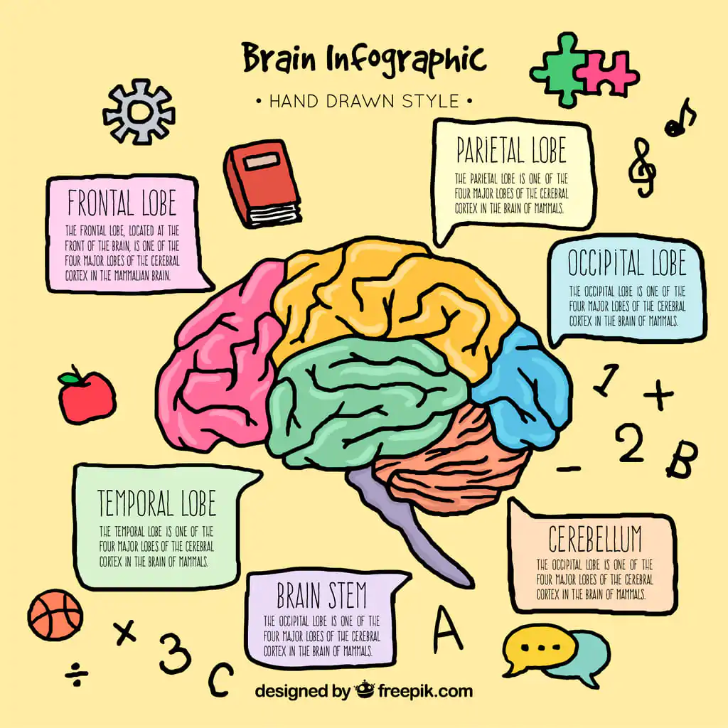 desenvolvimento cerebral